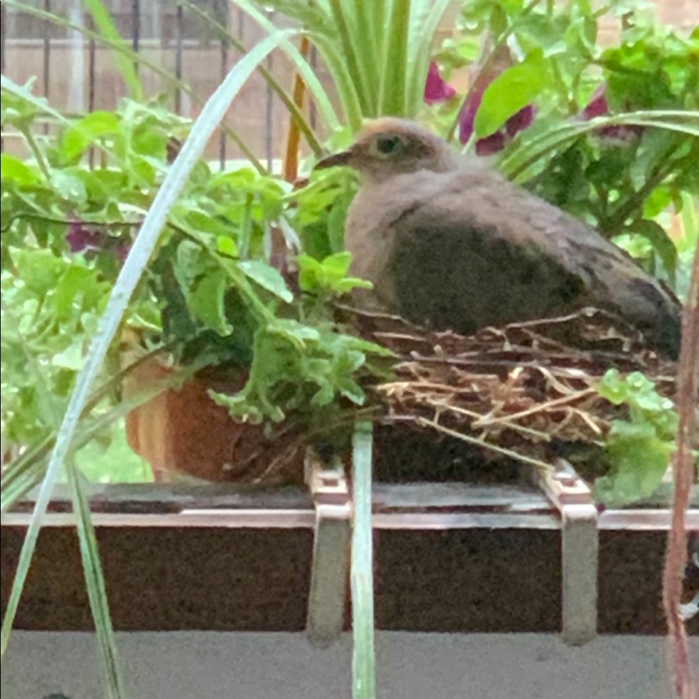 Meet your Posher, Mihaela